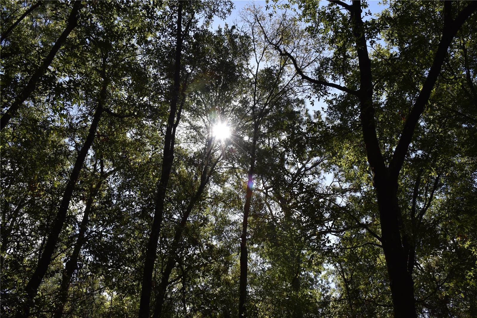 ORANGE BLOSSOM ESTATES - Land