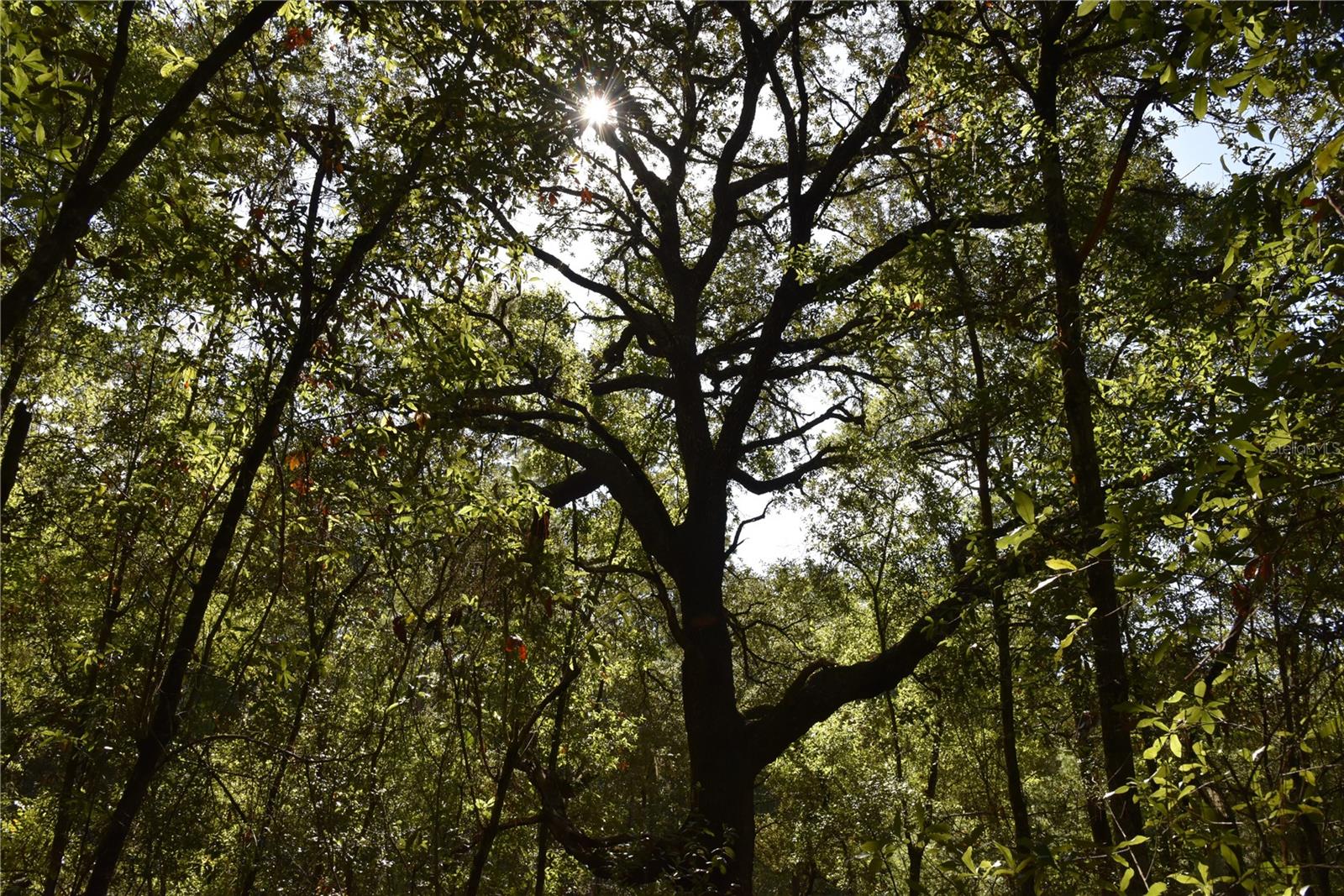 ORANGE BLOSSOM ESTATES - Land