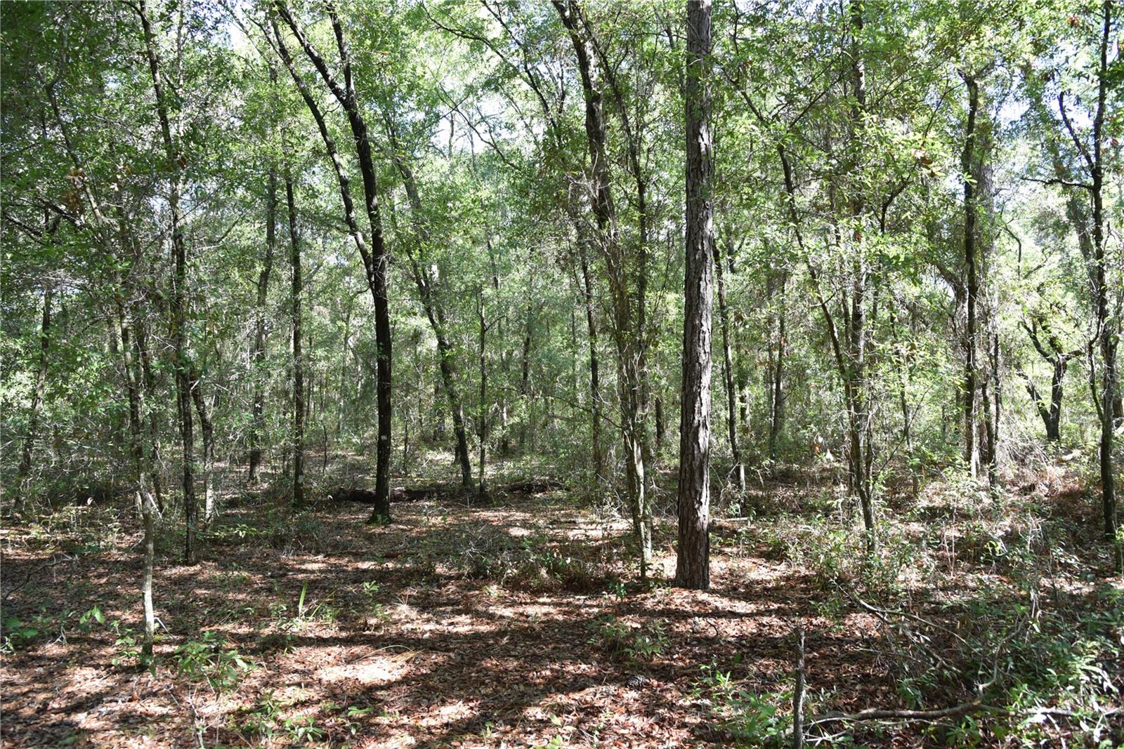 ORANGE BLOSSOM ESTATES - Land