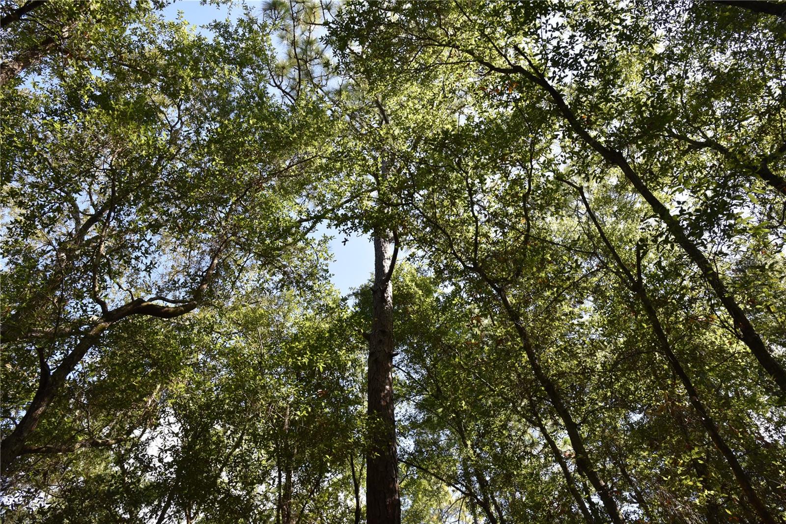 ORANGE BLOSSOM ESTATES - Land