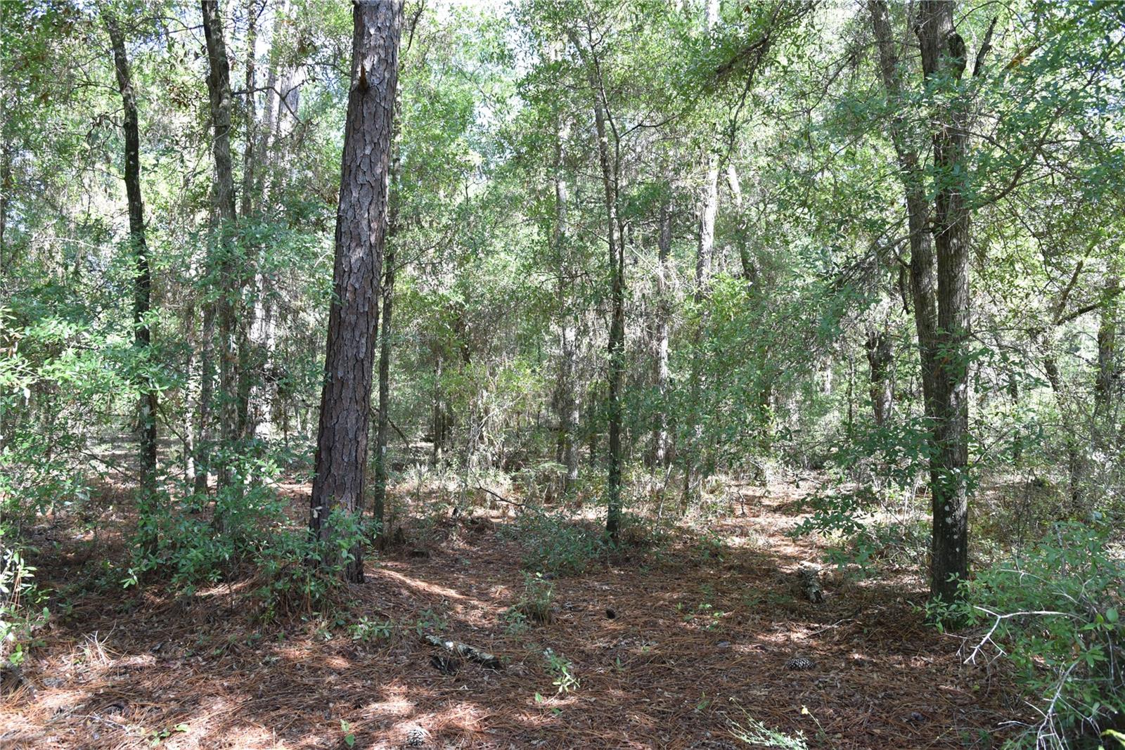 ORANGE BLOSSOM ESTATES - Land