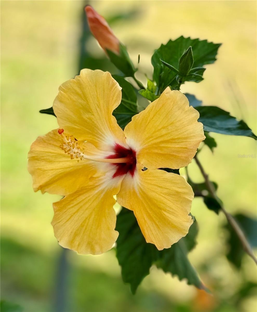 DEER CRK GOLF & TENNIS RV RESIDENCE - Land