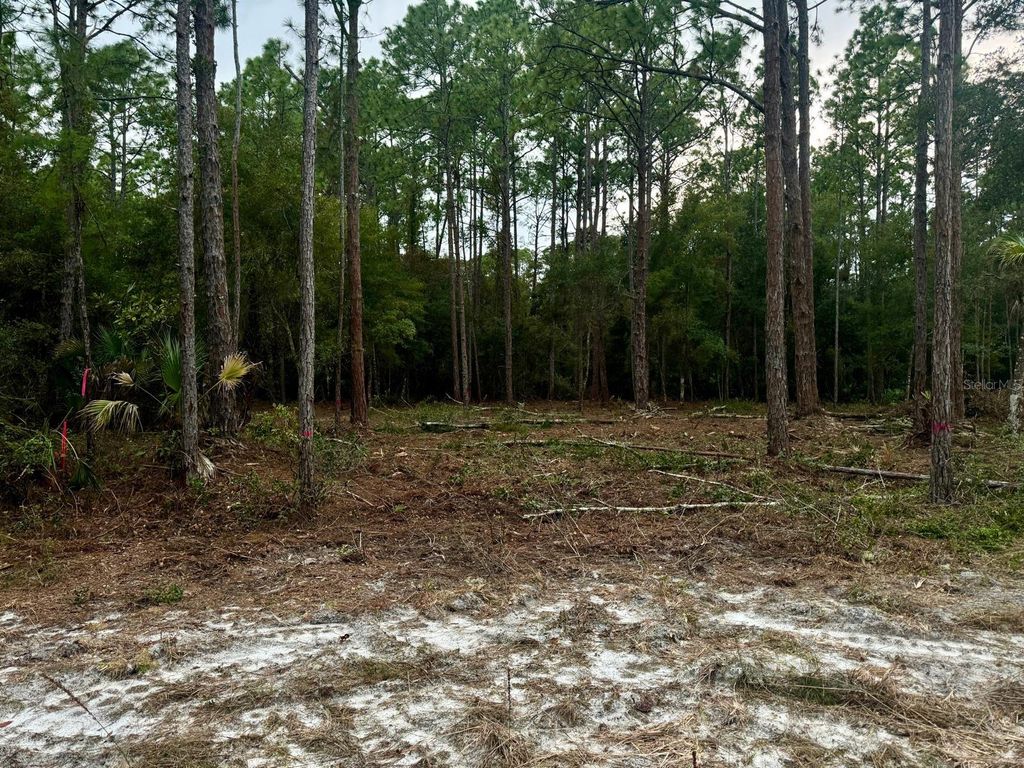 Photo of 127 Longtree Street, Georgetown, FL 32139 (MLS # O6390407)