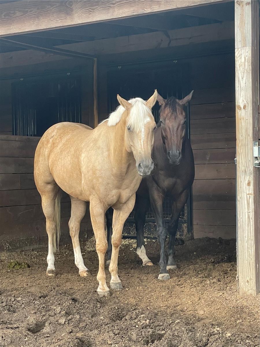 SHAW FARMS OF ALACHUA - Residential