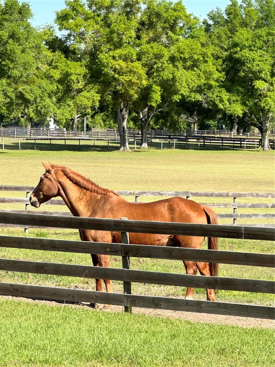 SHAW FARMS OF ALACHUA - Residential