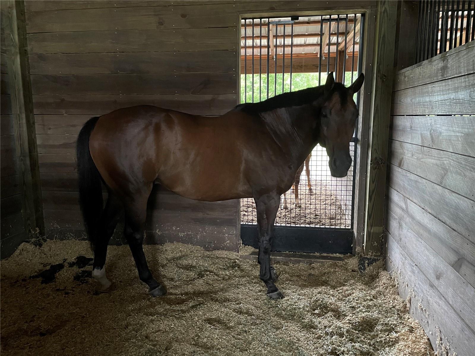 SHAW FARMS OF ALACHUA - Residential