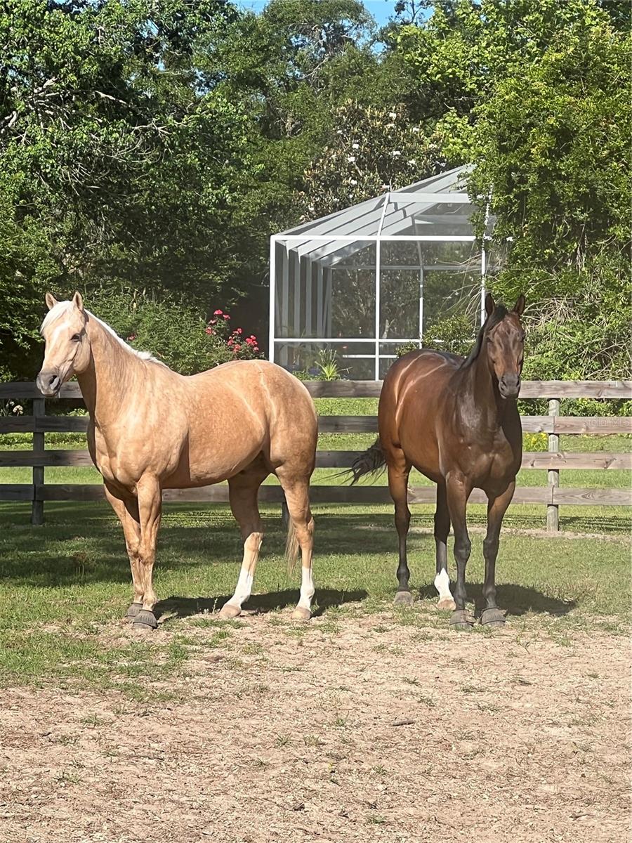 SHAW FARMS OF ALACHUA - Residential