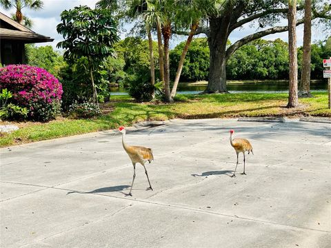 A home in SARASOTA