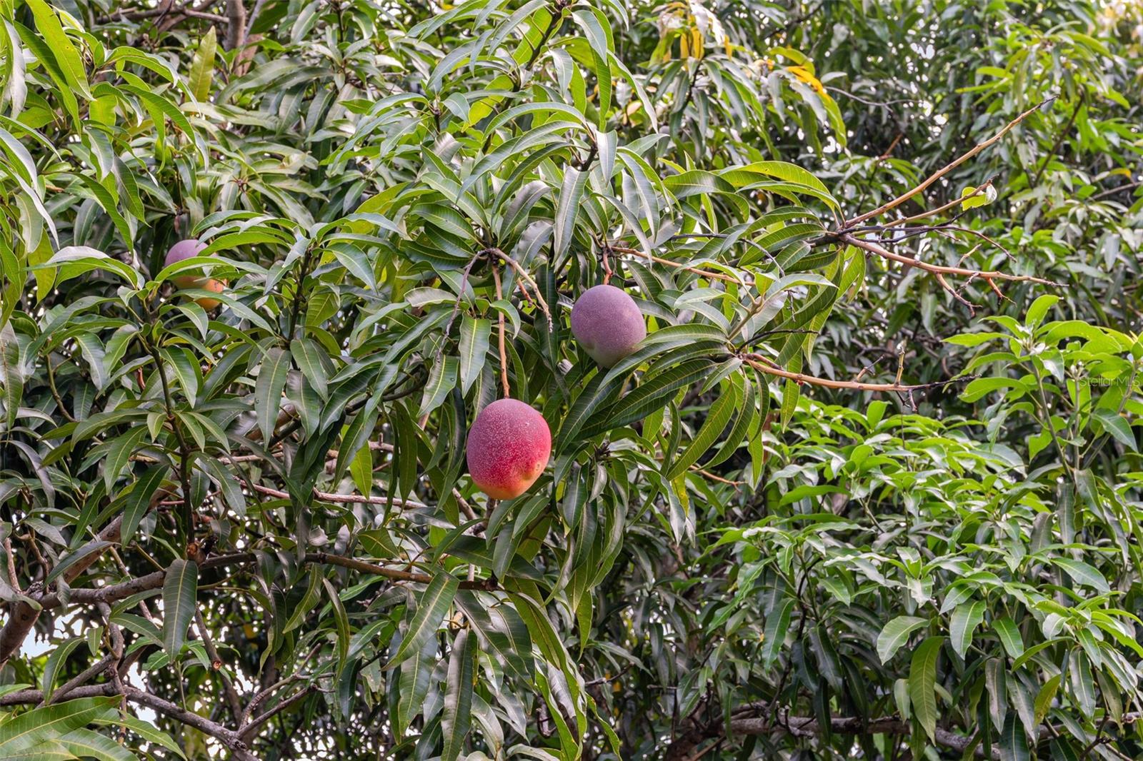 HILLTOP MANOR - Residential