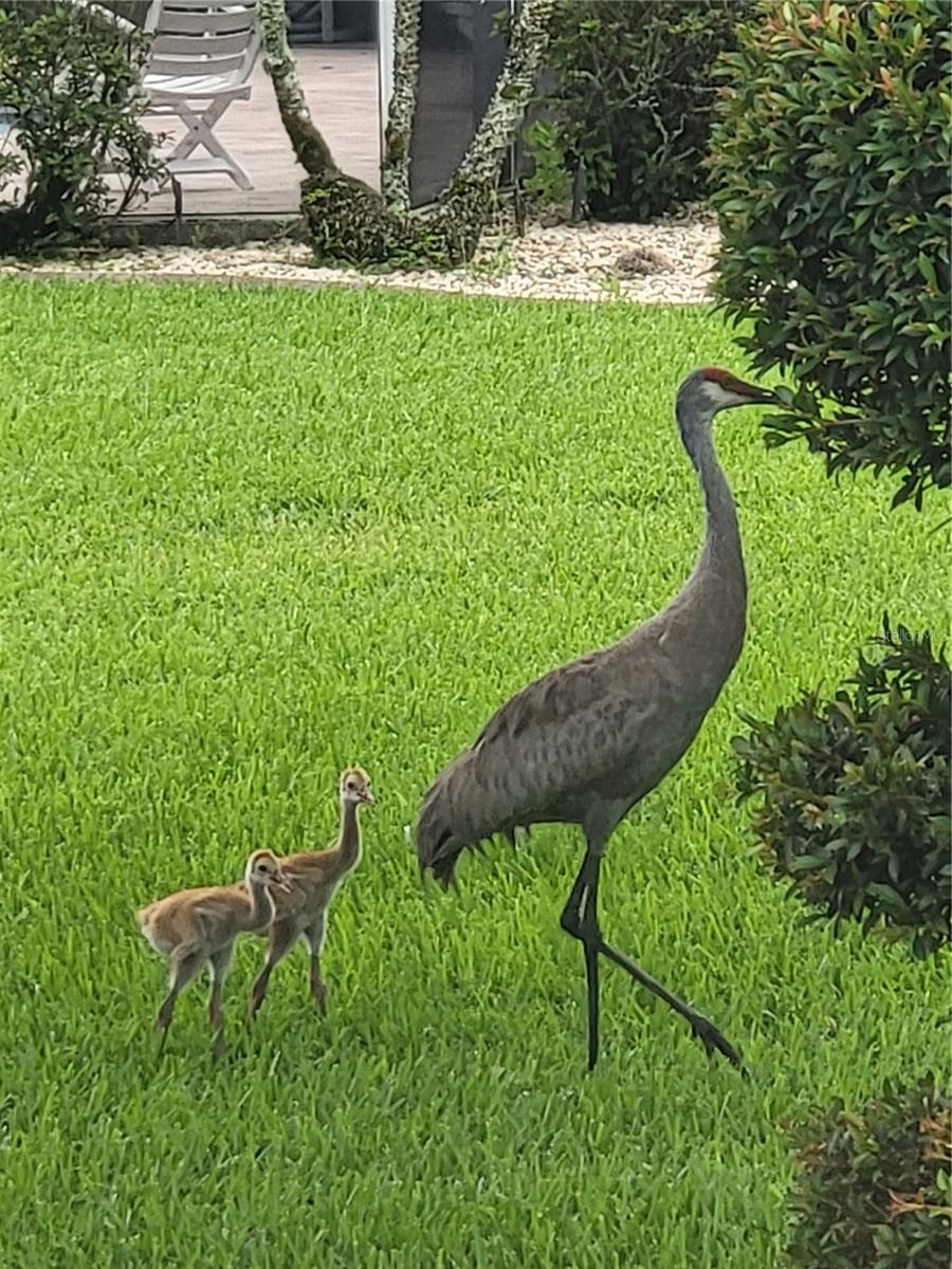 SPRING LAKE VILL 07 - Residential