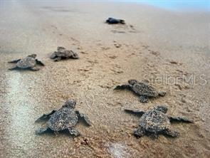 HAMMOCK DUNES CLUSTERS - Land