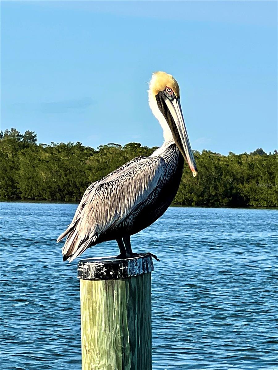 GULF ESTATES - Residential