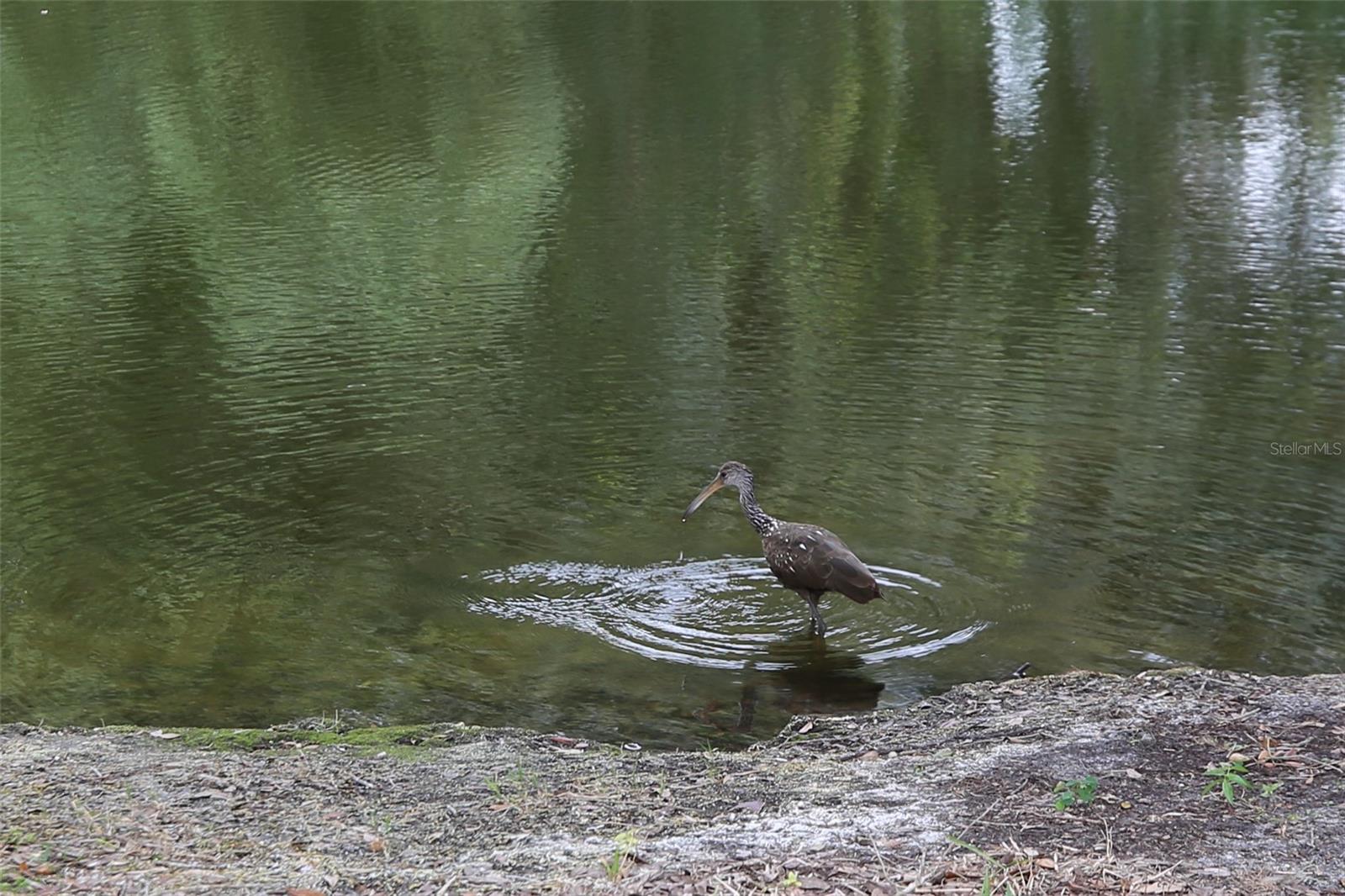 RAINTREE VILLAGE CONDO N - Residential