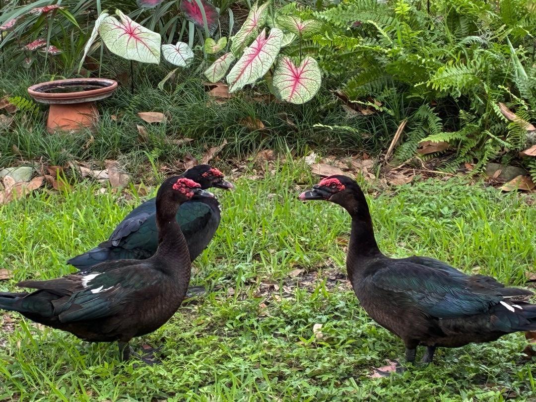 LAKE TALIA PH 01 - Residential