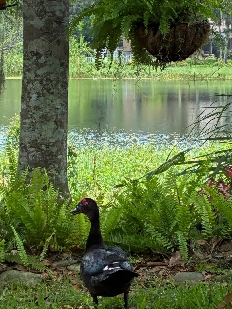 LAKE TALIA PH 01 - Residential