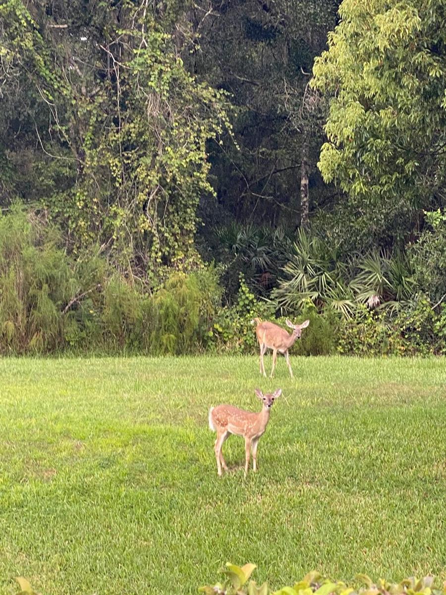 PINE RIDGE AT LAKE TARPON VILLAGE - Residential