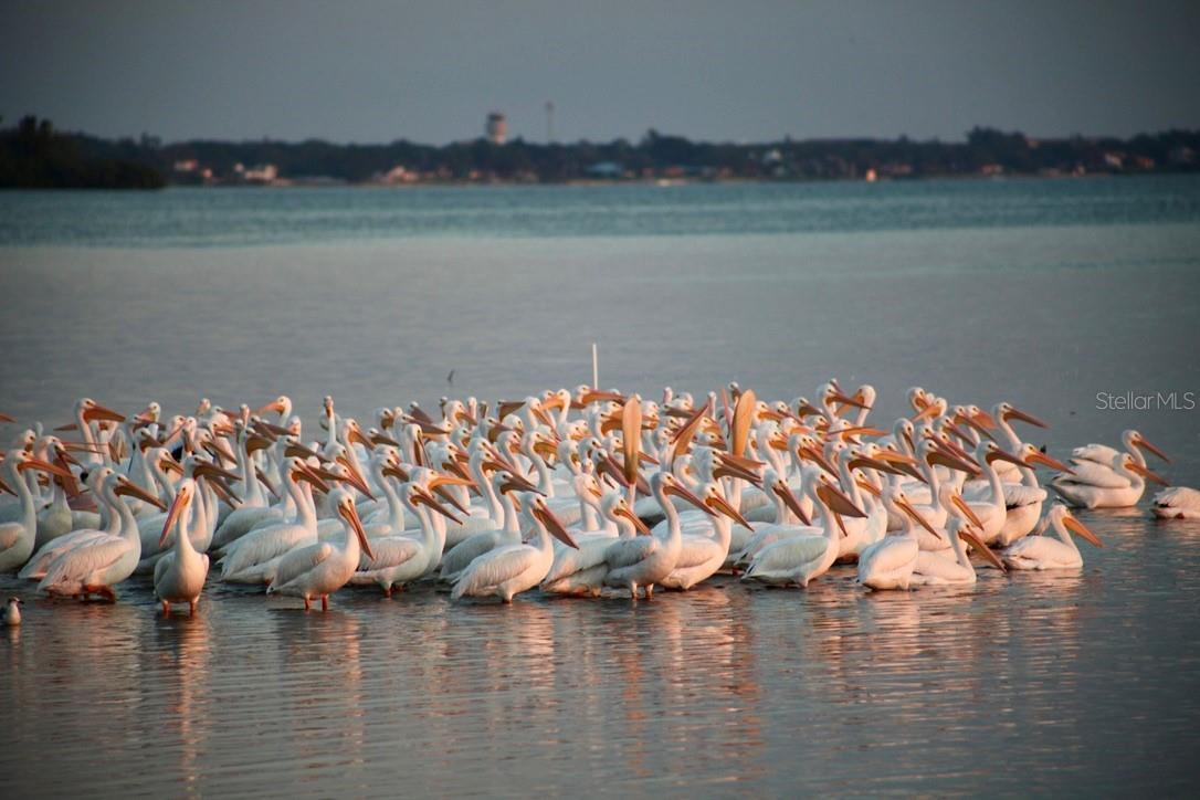 ESPLANADE ON THE BAY - Residential