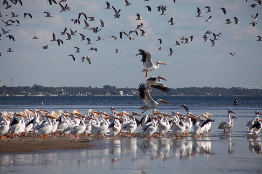ESPLANADE ON THE BAY - Residential