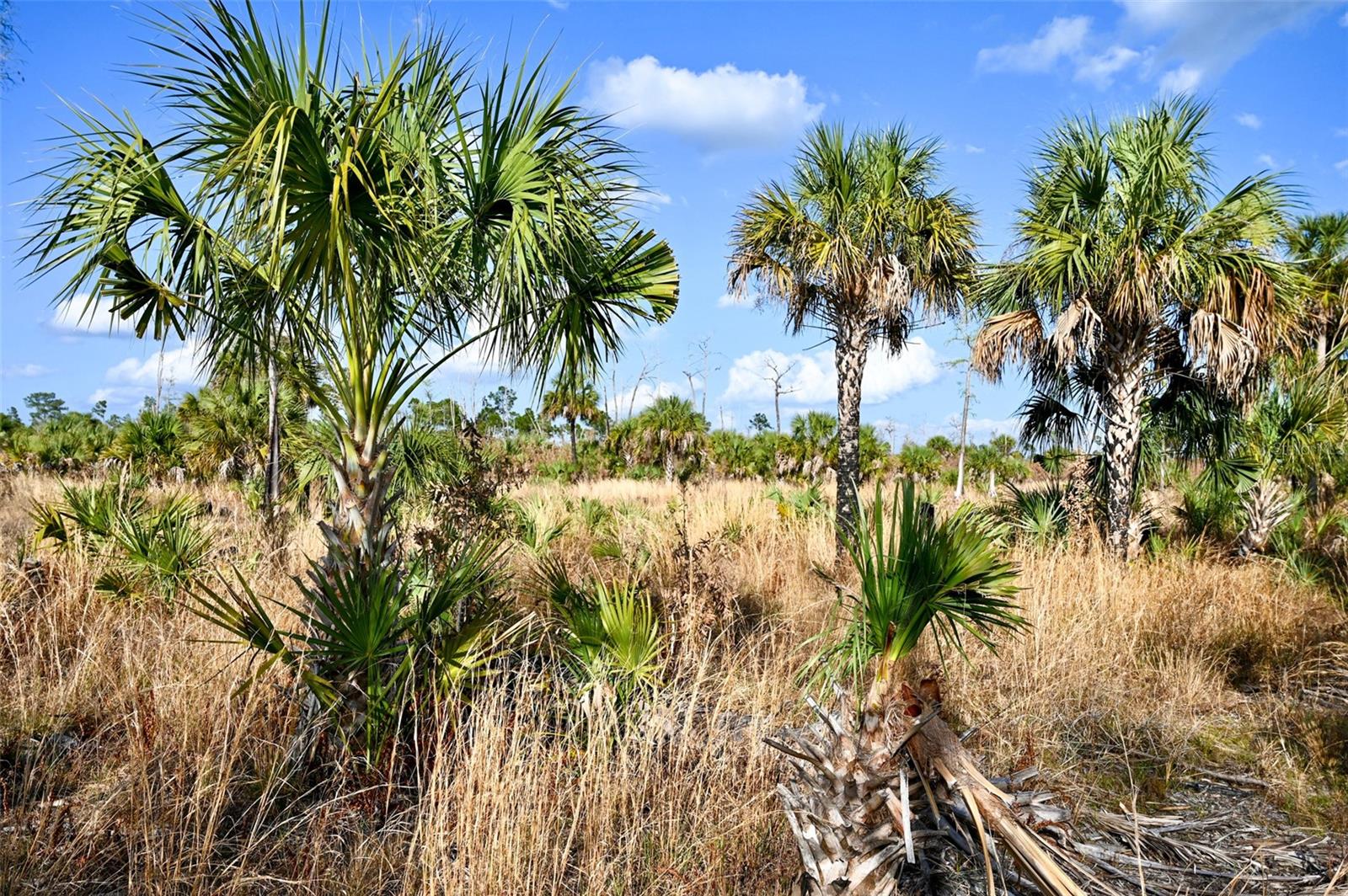 ACREAGE HEADER - Land