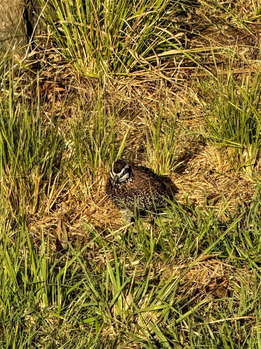 ACREAGE HEADER - Land