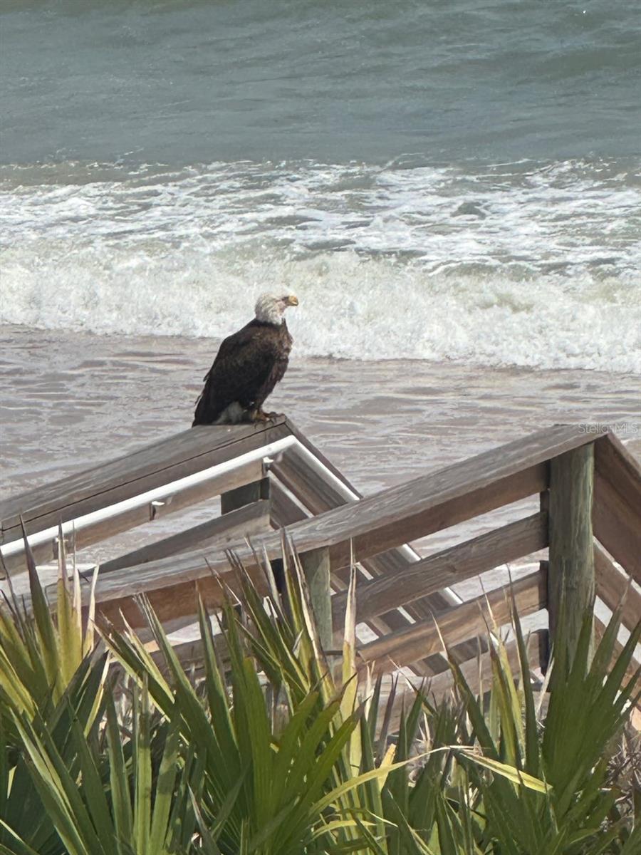 HAMMOCK DUNES CLUSTERS - Residential