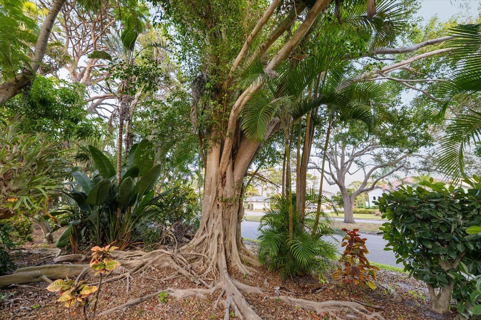 VENICE GULF VIEW SEC OF - Residential