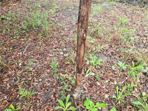 Tiny photo for 8650 NW 136th Avenue, Chiefland, FL 32626 (MLS # OM729452)