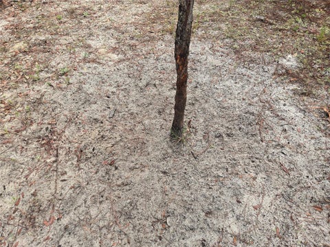 Tiny photo for 8650 NW 136th Avenue, Chiefland, FL 32626 (MLS # OM729452)