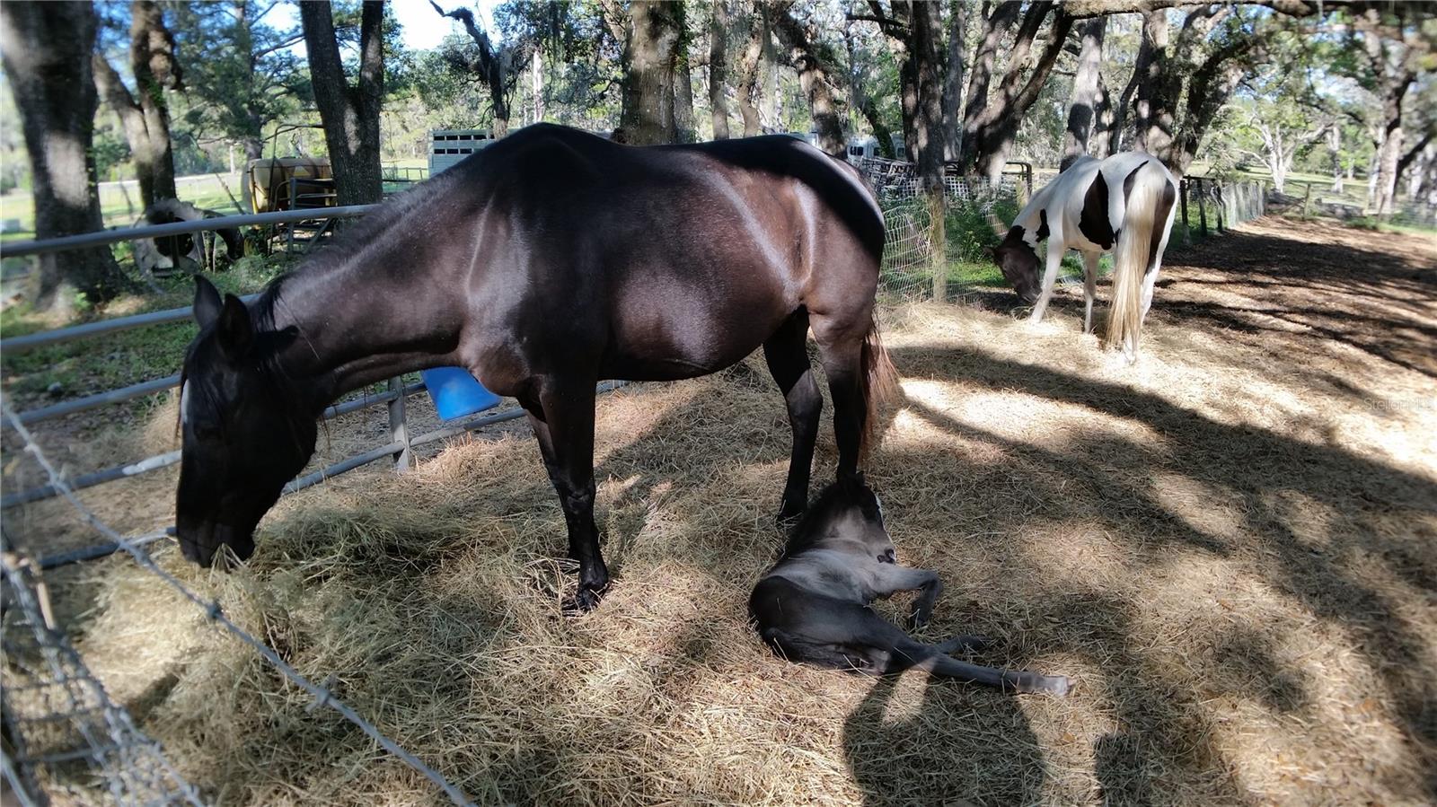 METES AND BOUNDS - Residential