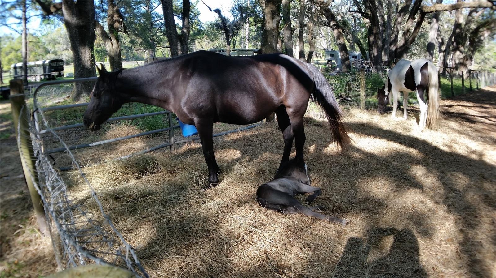 METES AND BOUNDS - Residential