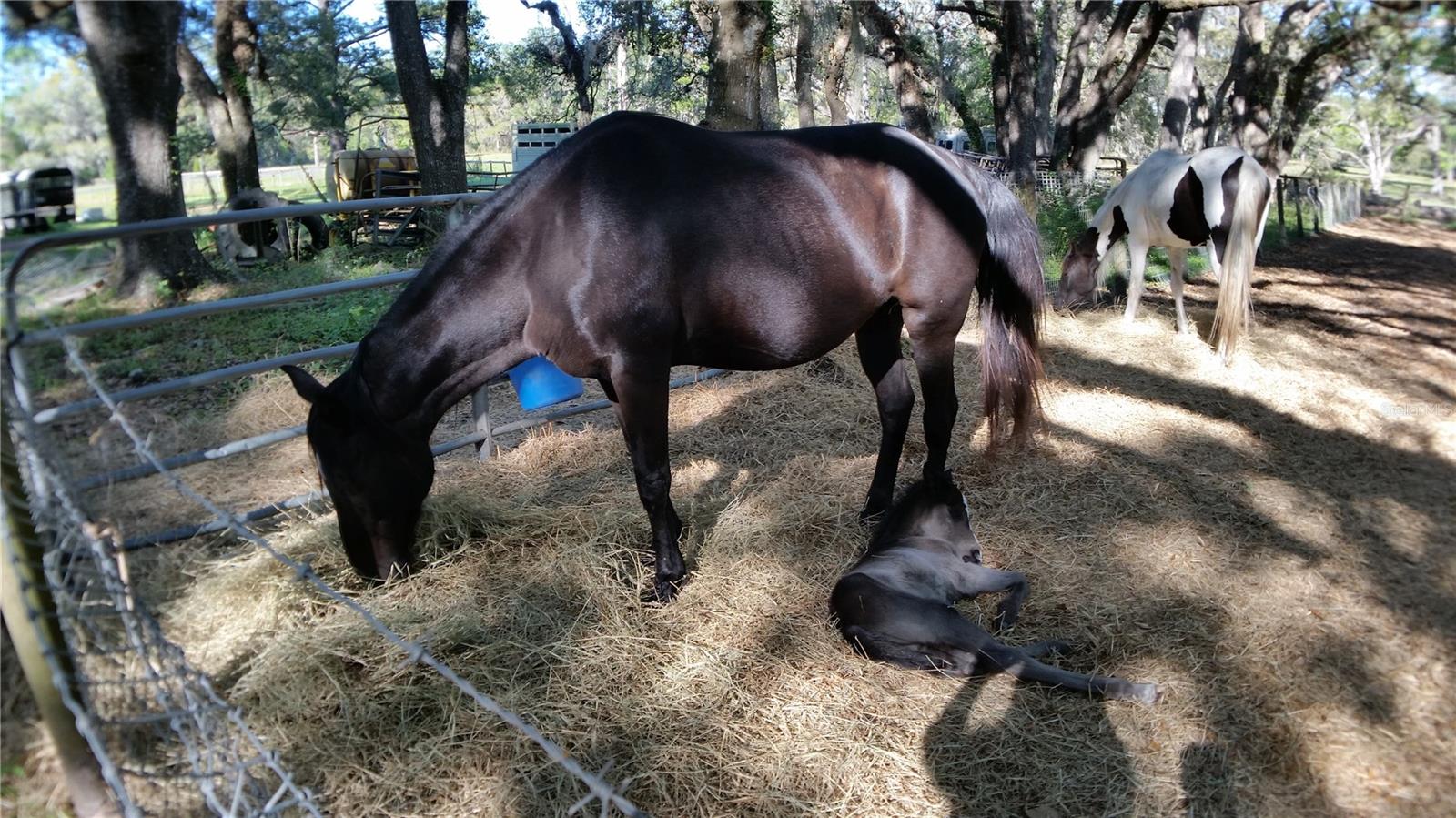 METES AND BOUNDS - Residential