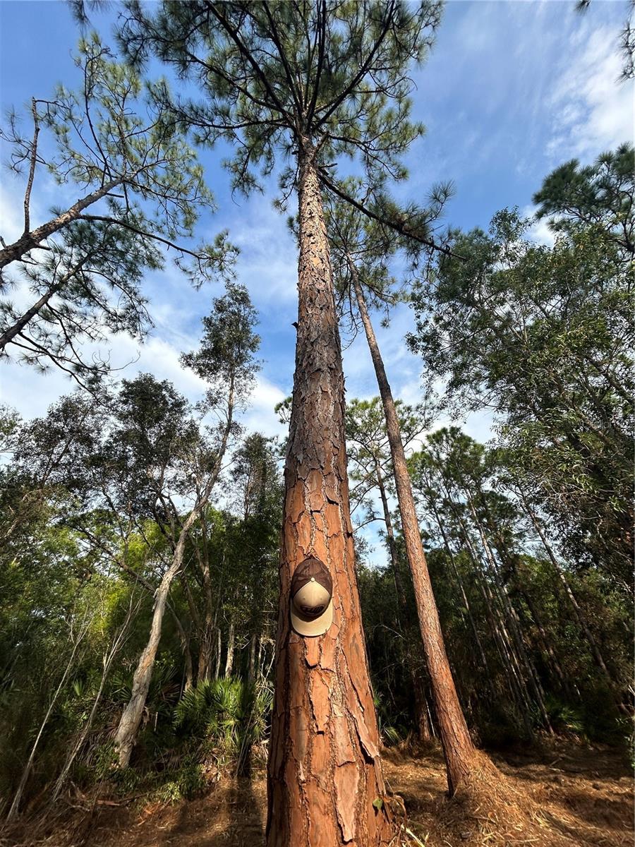 ACREAGE HEADER - Land