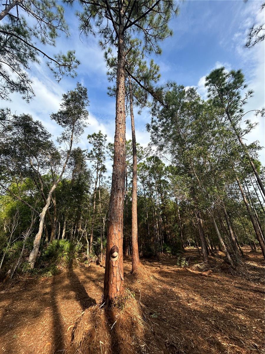 ACREAGE HEADER - Land