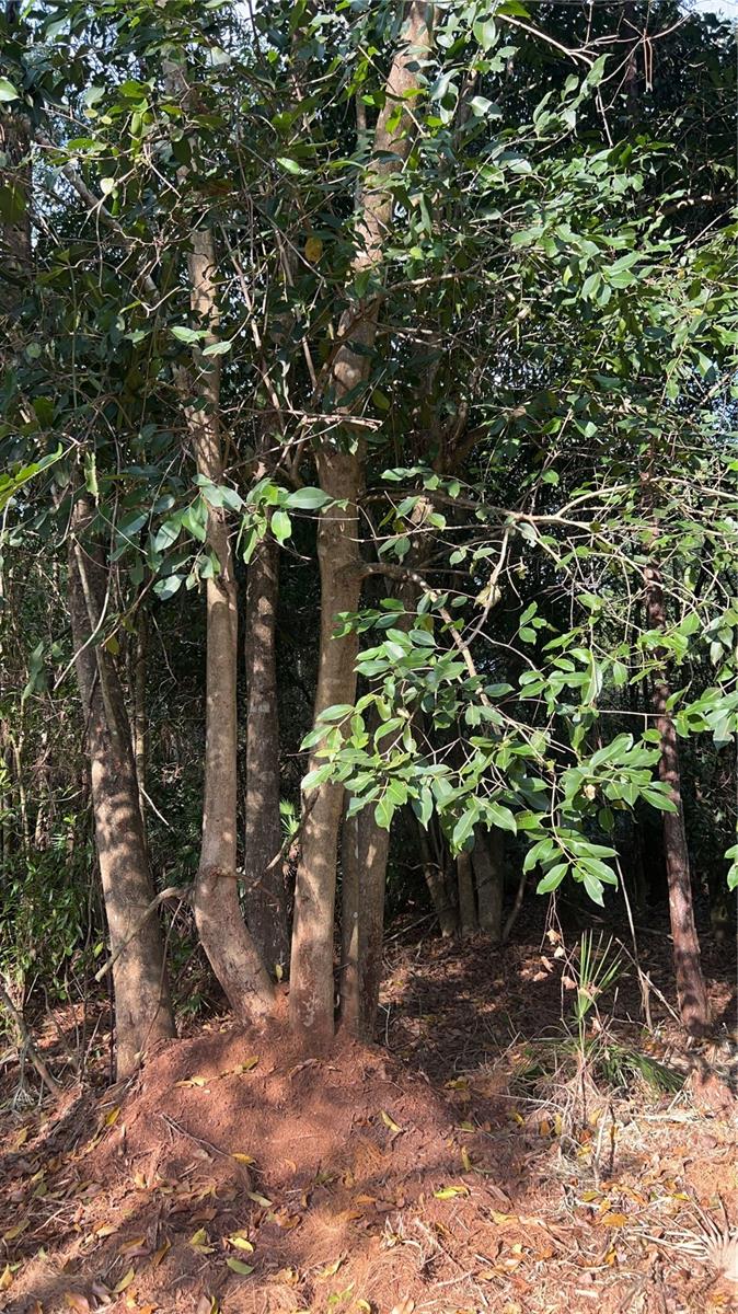 ACREAGE HEADER - Land