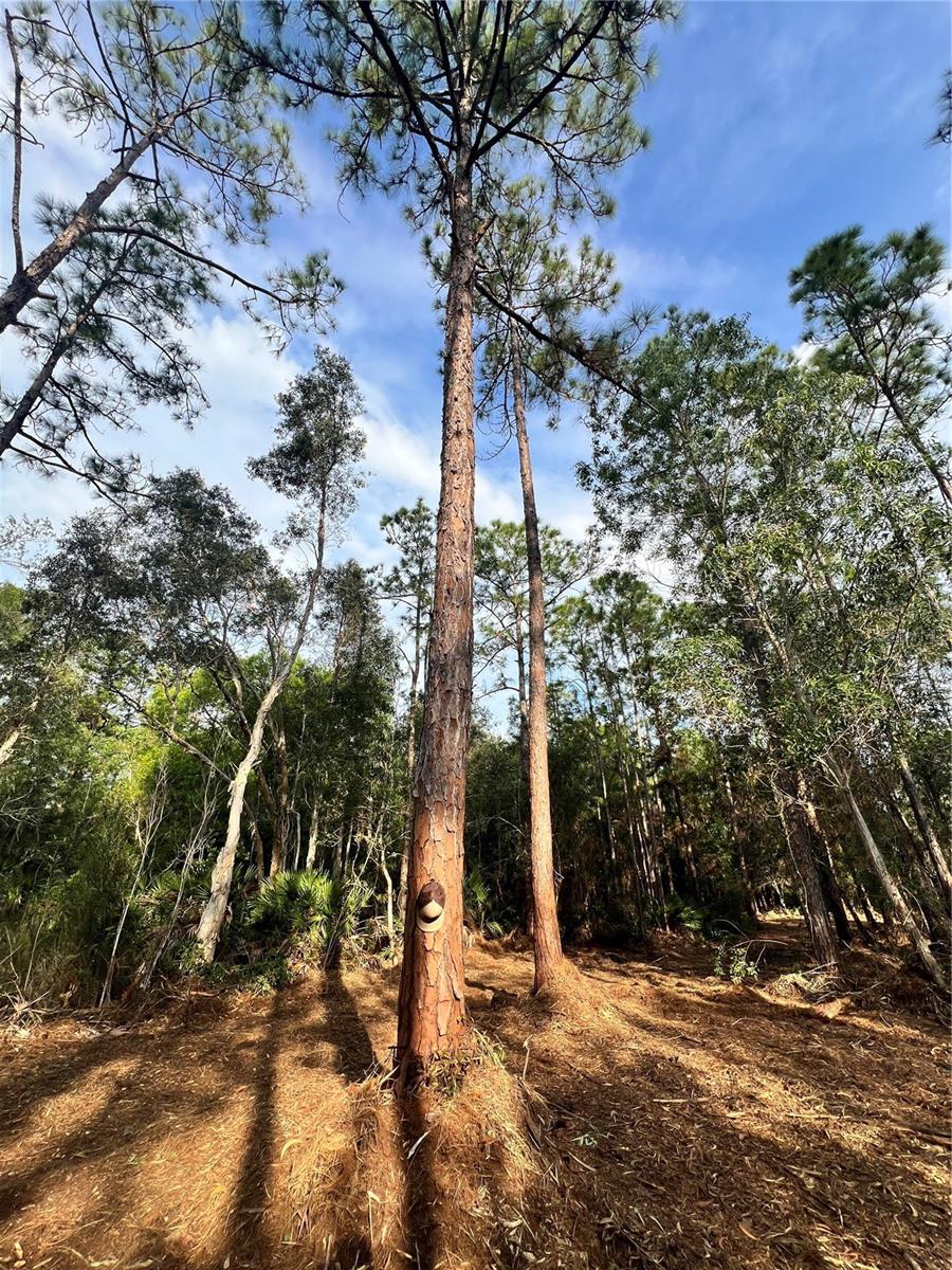 ACREAGE HEADER - Land