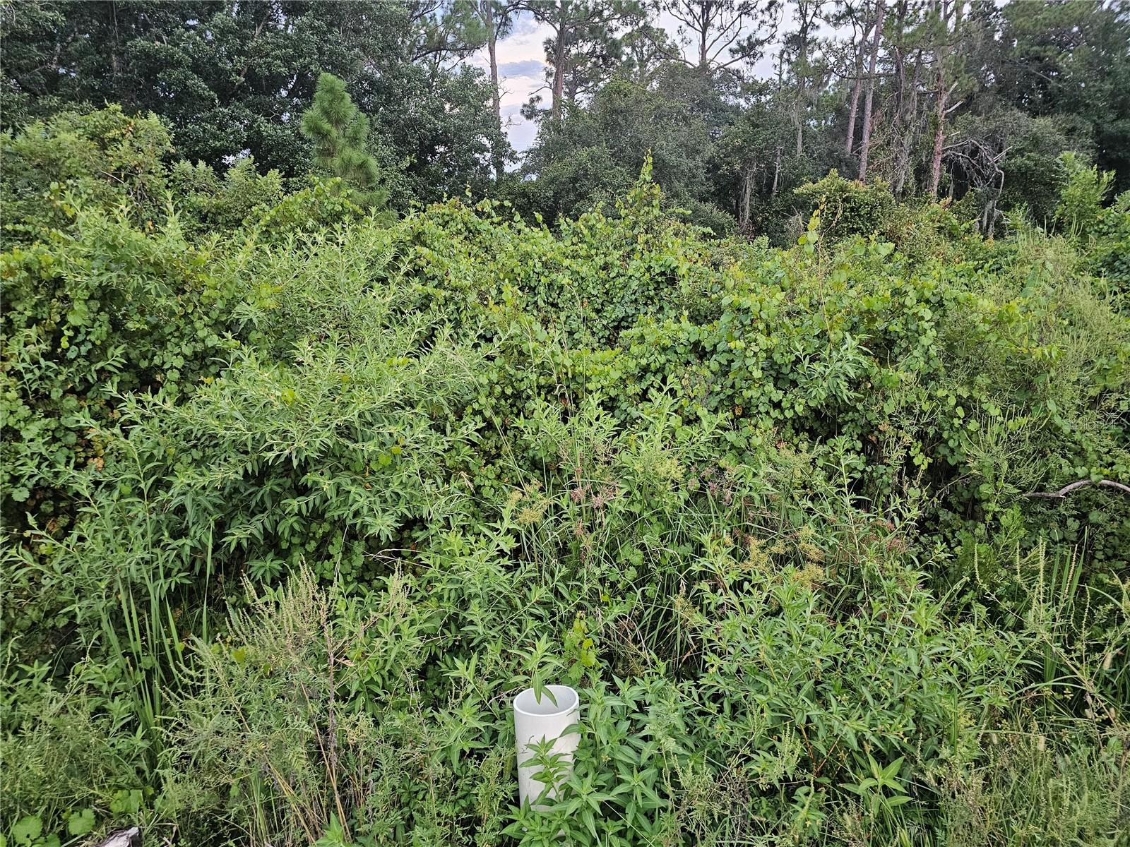 Invest on this lot or build your next home in the popular community of Placid Lakes. With homes nearby, electricity may be available. Septic will be needed, though central water is available (check with Placid Lakes Utilities). Lake Placid is known as "The Town of Murals" and "Caladium Capital of the World." Explore this charming small town where you will find specialty shops and restaurants, as well as murals all over downtown area and beyond. Attend the vibrant Saturday's Farmer's Market, and participate in lots of outdoor events and festivals throughout the year in Highlands County, like the 12 Hours of Sebring race, The Caladium Festival, plus several fishing and water sports events.