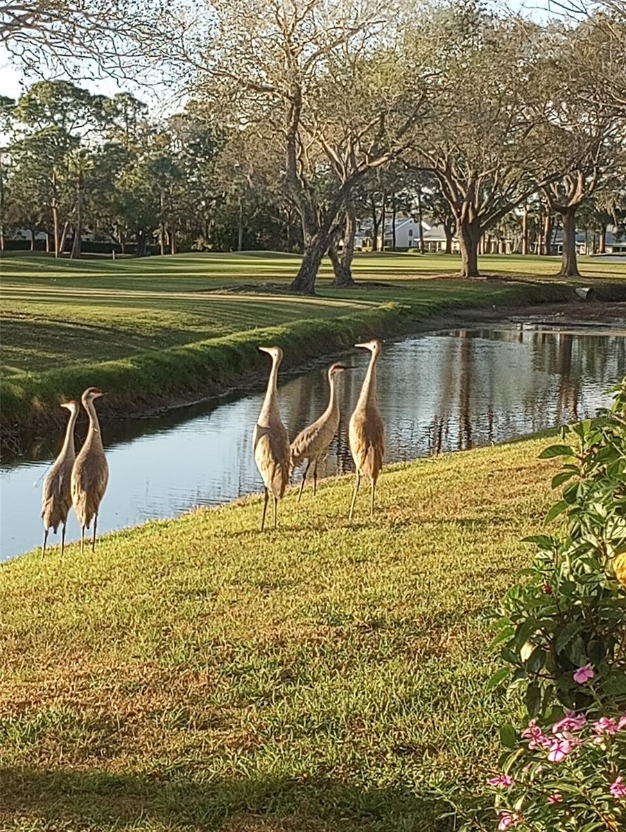 PALM-AIRE AT SARASOTA 8-A - Residential
