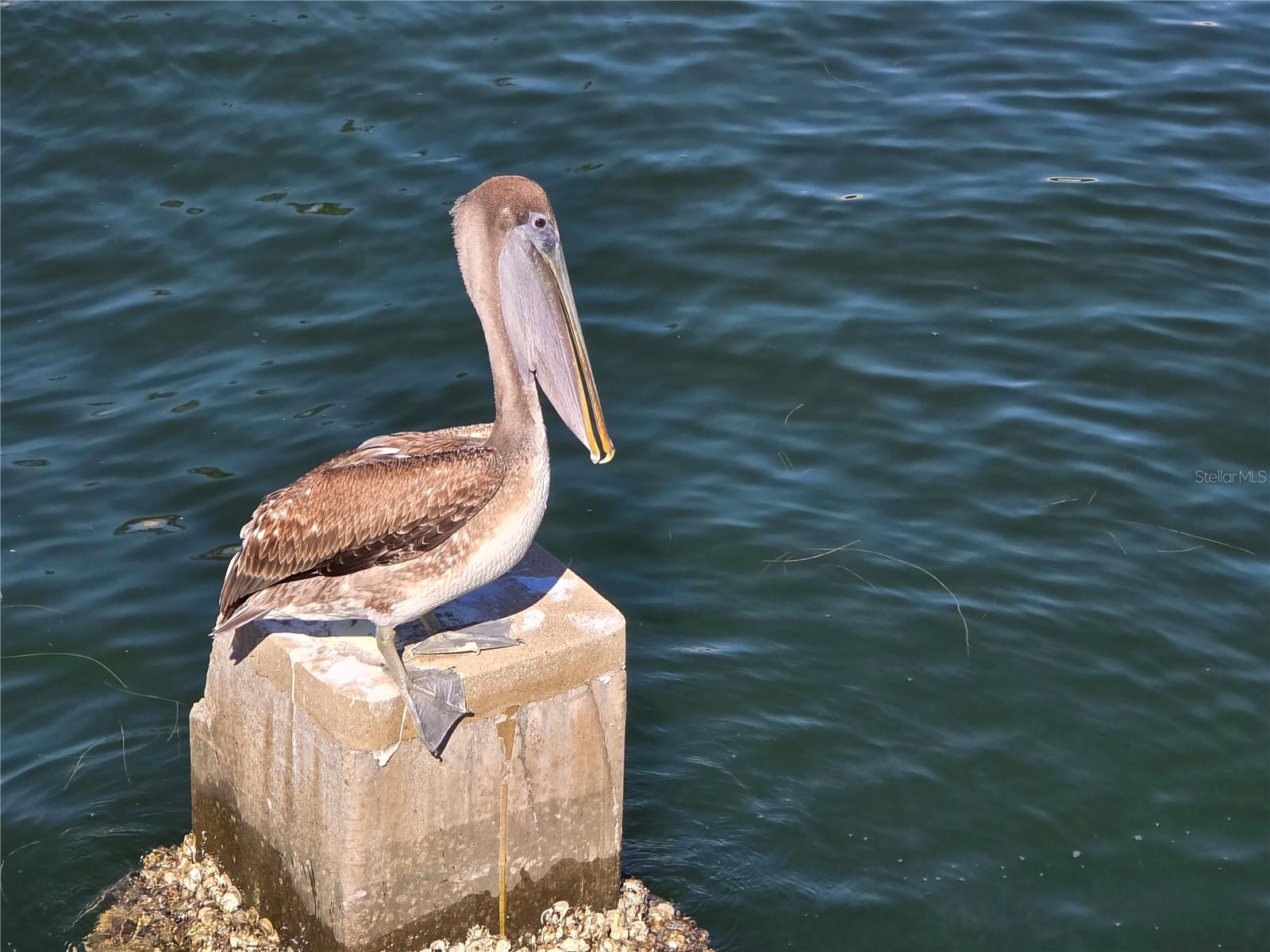 CLEAR VISTA - Residential