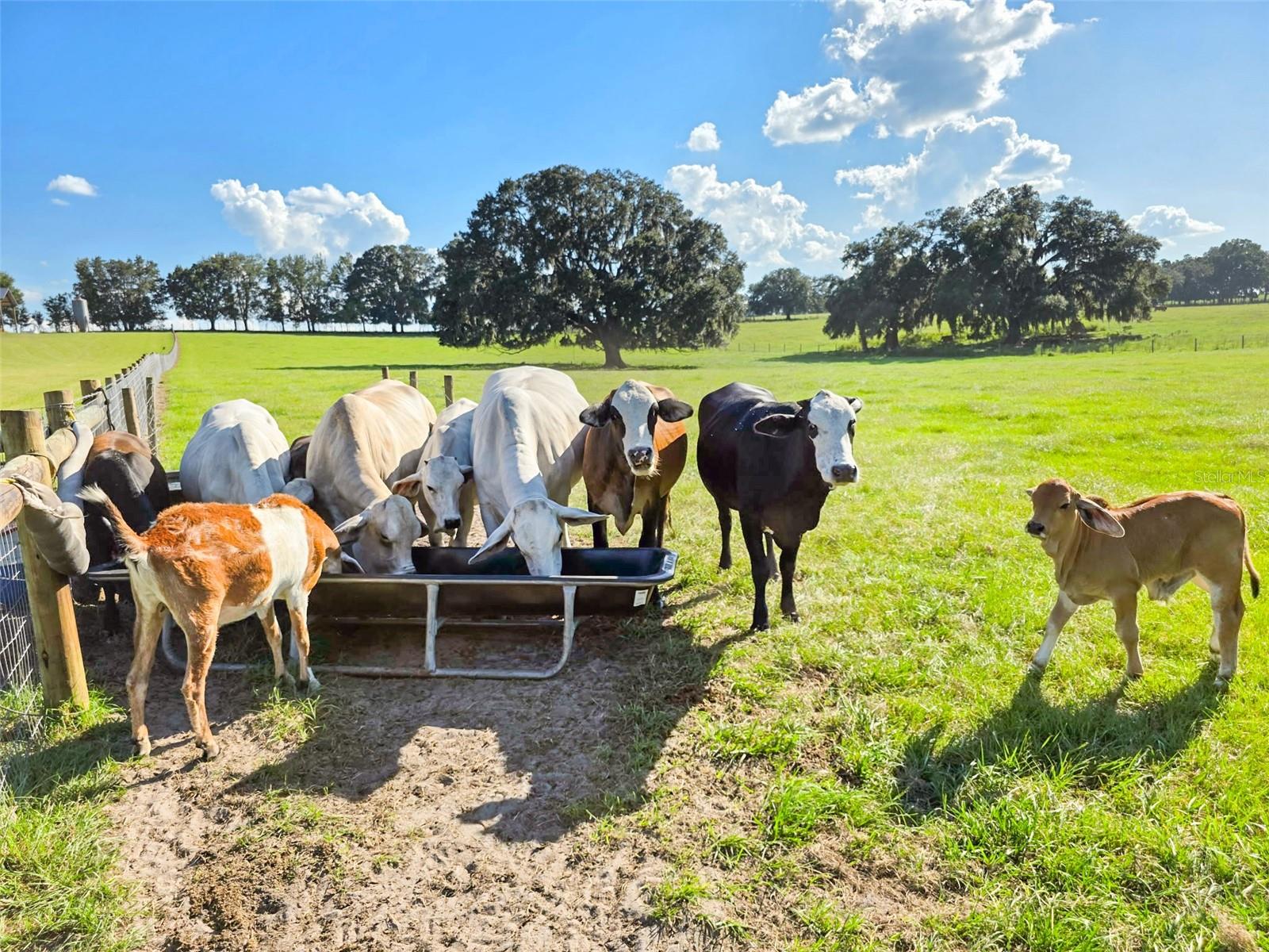 GOLD MEDAL FARMS - Residential