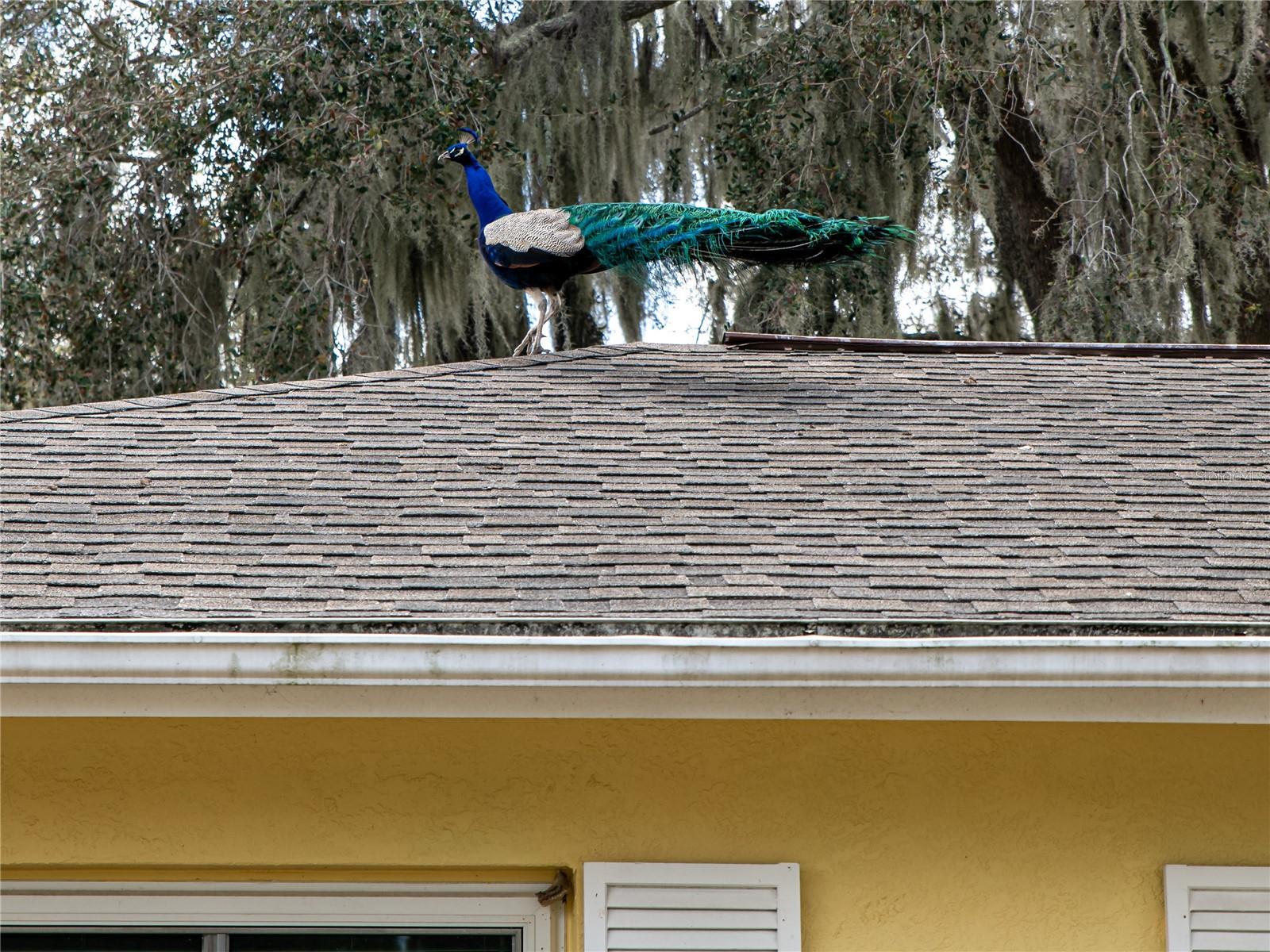 SUBURBAN CLUB ESTATES - Residential Lease