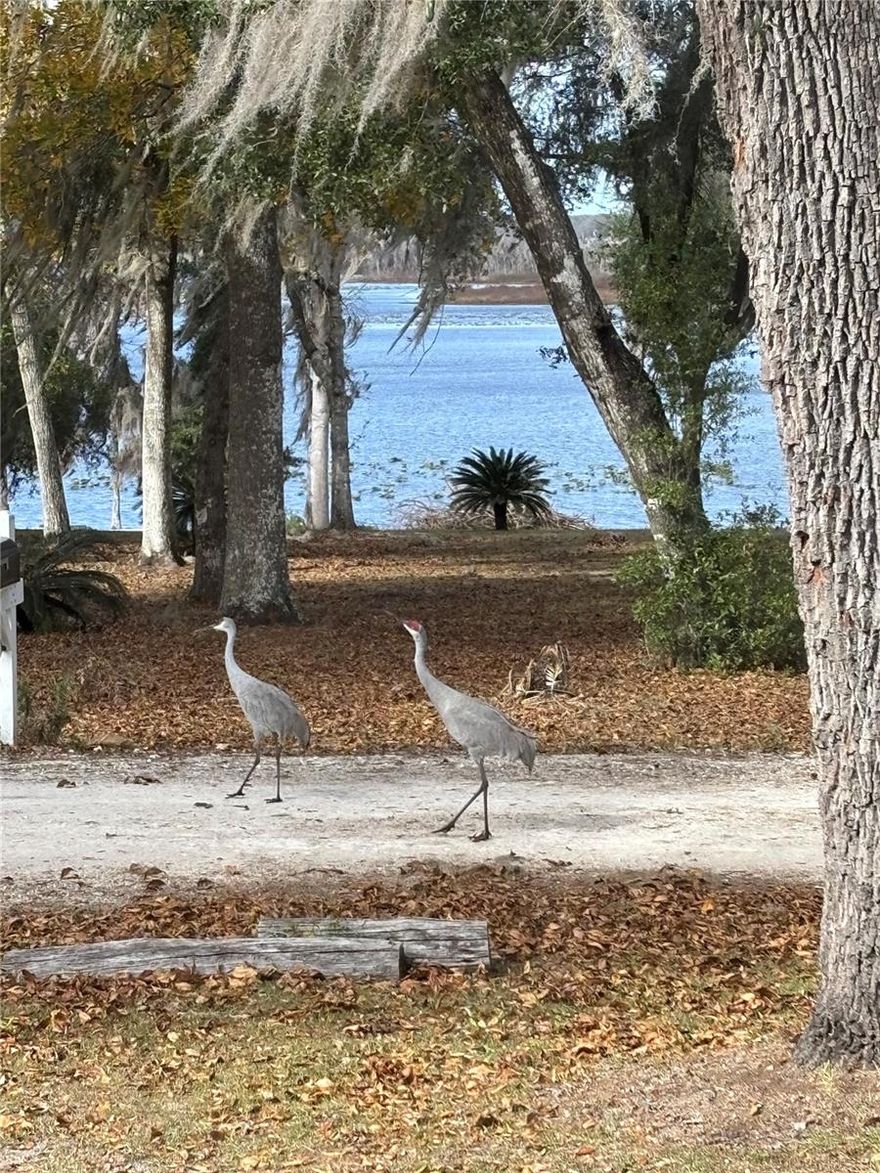Welcome home to this like new 3 bedroom, 2 bath scenic retreat in the heart of Hawthorne, Putnam County. Meticulously maintained and in excellent condition, this home offers a desirable split floor plan designed for both comfort and privacy.

Step inside to a huge open living room filled with natural light and stunning views of Little Orange Lake - the perfect backdrop for everyday living or entertaining. Enjoy peaceful mornings and unforgettable sunsets as sandhill cranes and local wildlife make their daily rounds right outside your window.

The open concept kitchen is a standout feature, offering abundant counter space and seamless flow into a spacious dining area, ideal for hosting guests. The primary suite is a true sanctuary with lake views, a large walk-in closet, and an oversized primary bath.

Additional highlights include an inside utility room with bonus space that can easily serve as an oversized pantry, extra storage, or a small home office. Outside, you’ll find a private backyard surrounded by beautiful Old Florida landscaping, creating a serene and natural setting.

An expansive two-car carport provides ample covered parking, while the incredible lake views and abundant wildlife complete the outdoor experience.

Conveniently located with an easy commute to Gainesville, Palatka, and Ocala, this home offers the perfect blend of tranquility and accessibility. If you’re looking for peaceful country living with modern comfort, this property is a must-see.