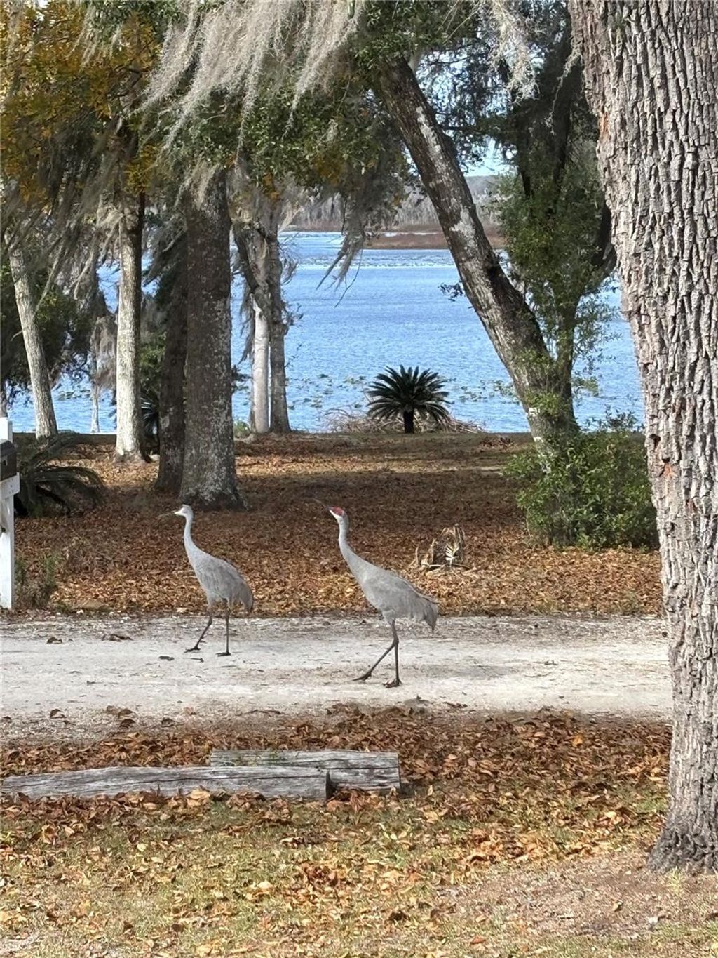 Photo of 111 Little Orange Lake Drive, Hawthorne, FL 32640 (MLS # GC536043)