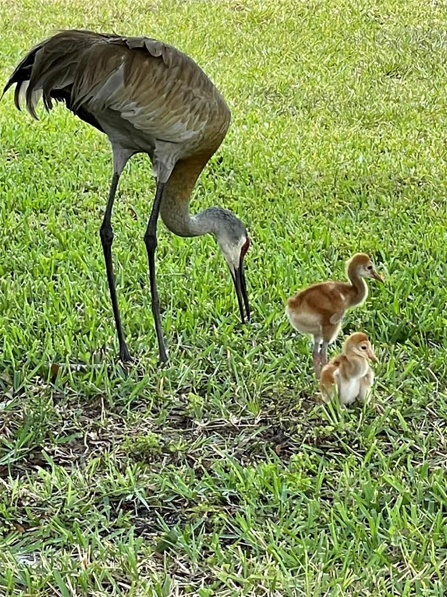 MIRADA ACTIVE ADULT PH 1A 1C - Residential