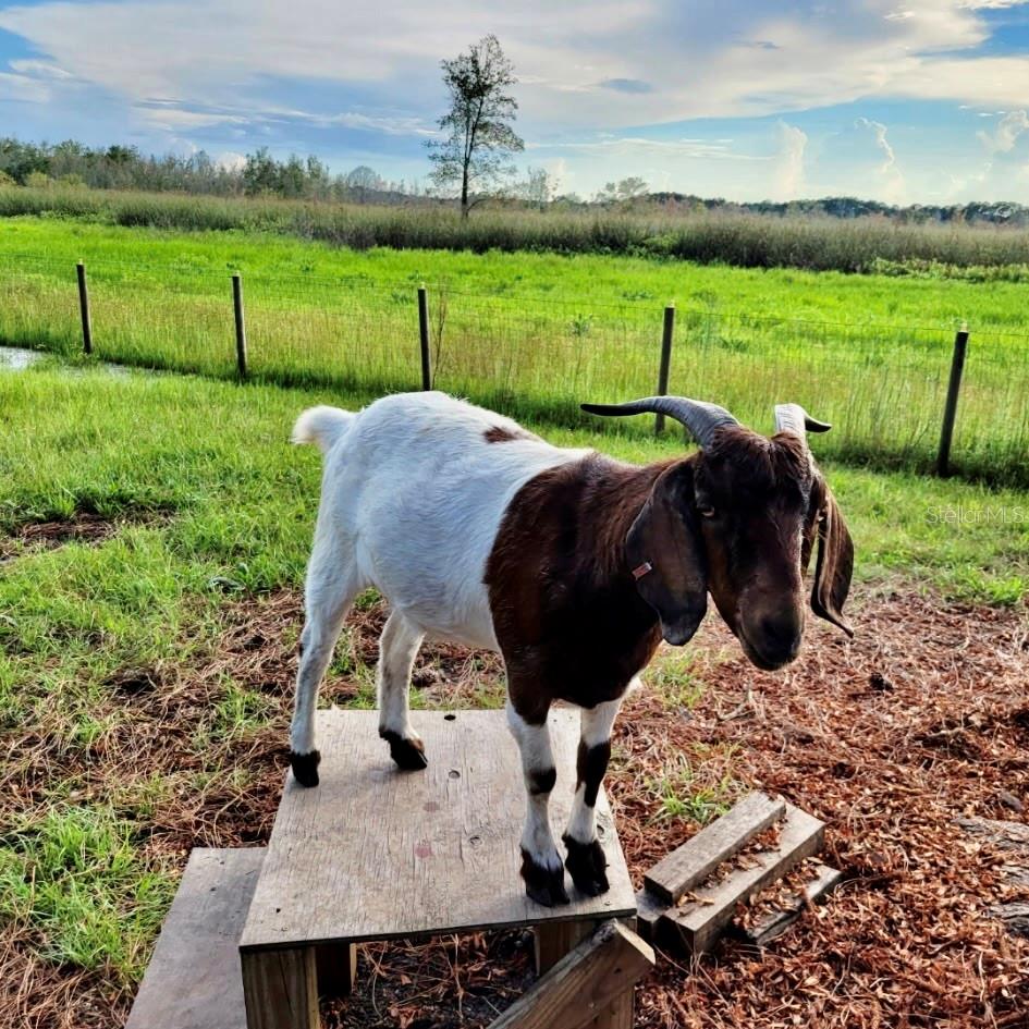 ACREAGE & UNREC - Residential