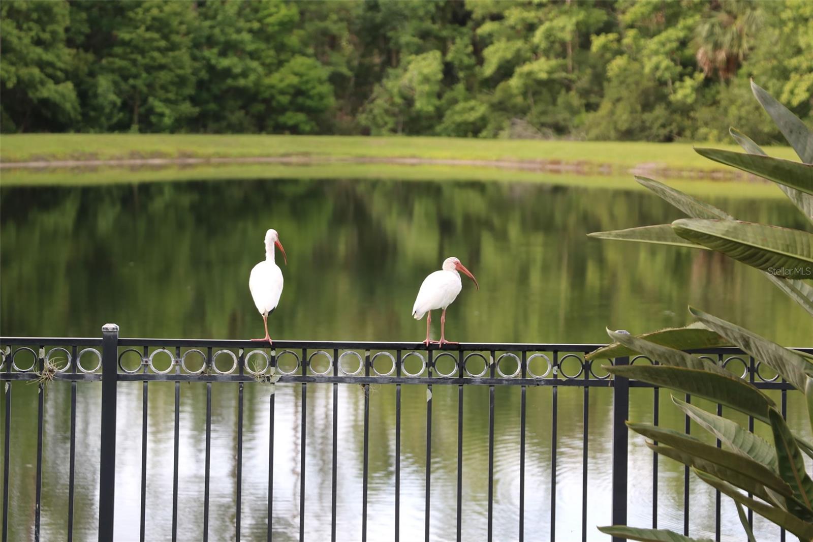 CELEBRATION - Residential