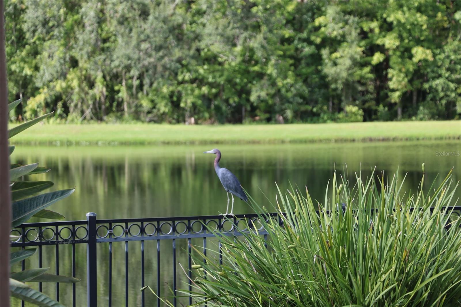 CELEBRATION - Residential