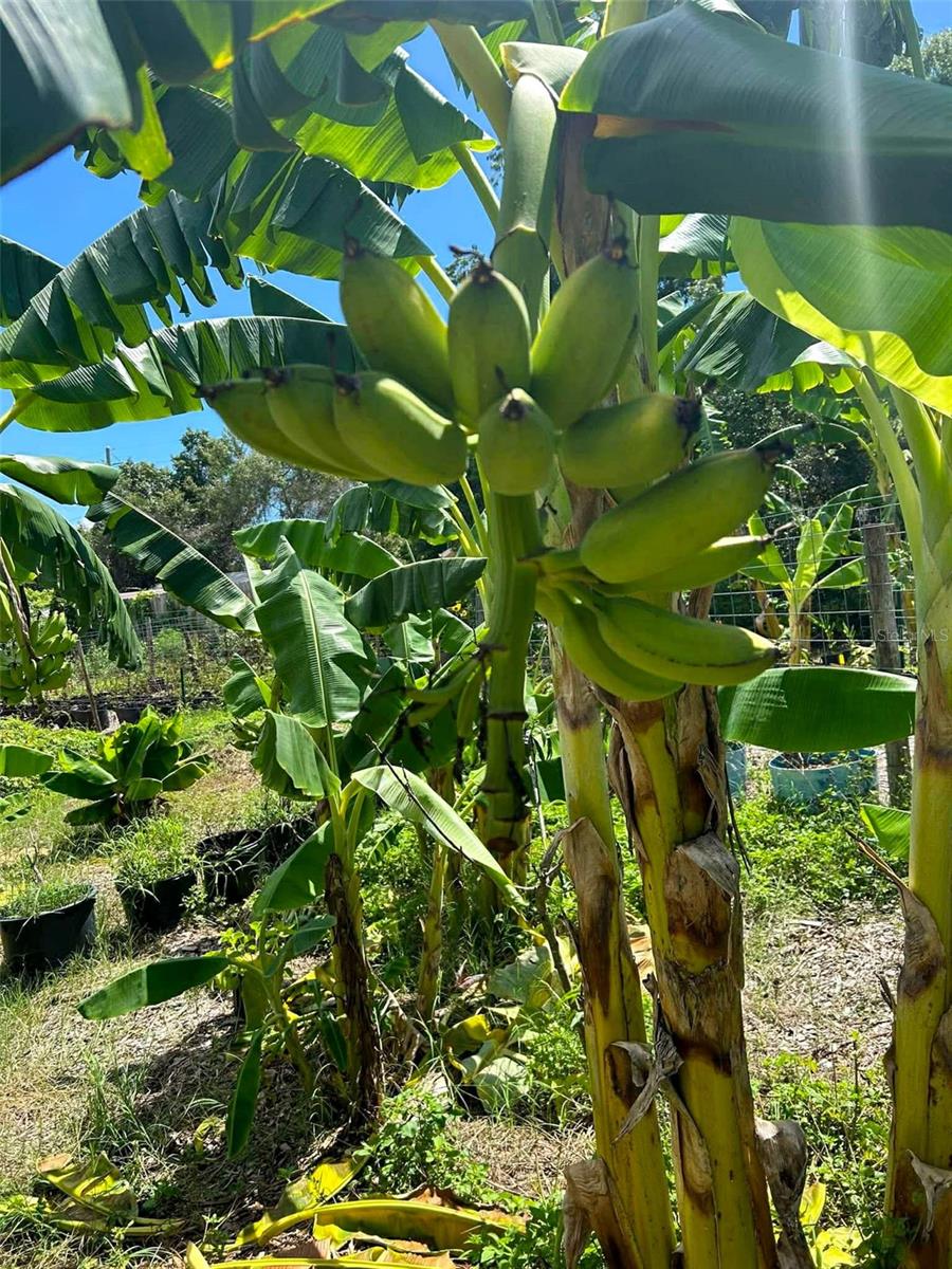 ORLANDIA HEIGHTS UNREC 241 - Residential