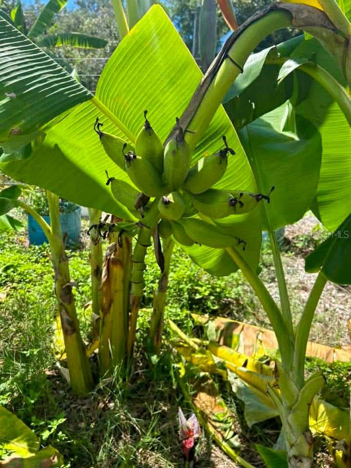 ORLANDIA HEIGHTS UNREC 241 - Residential