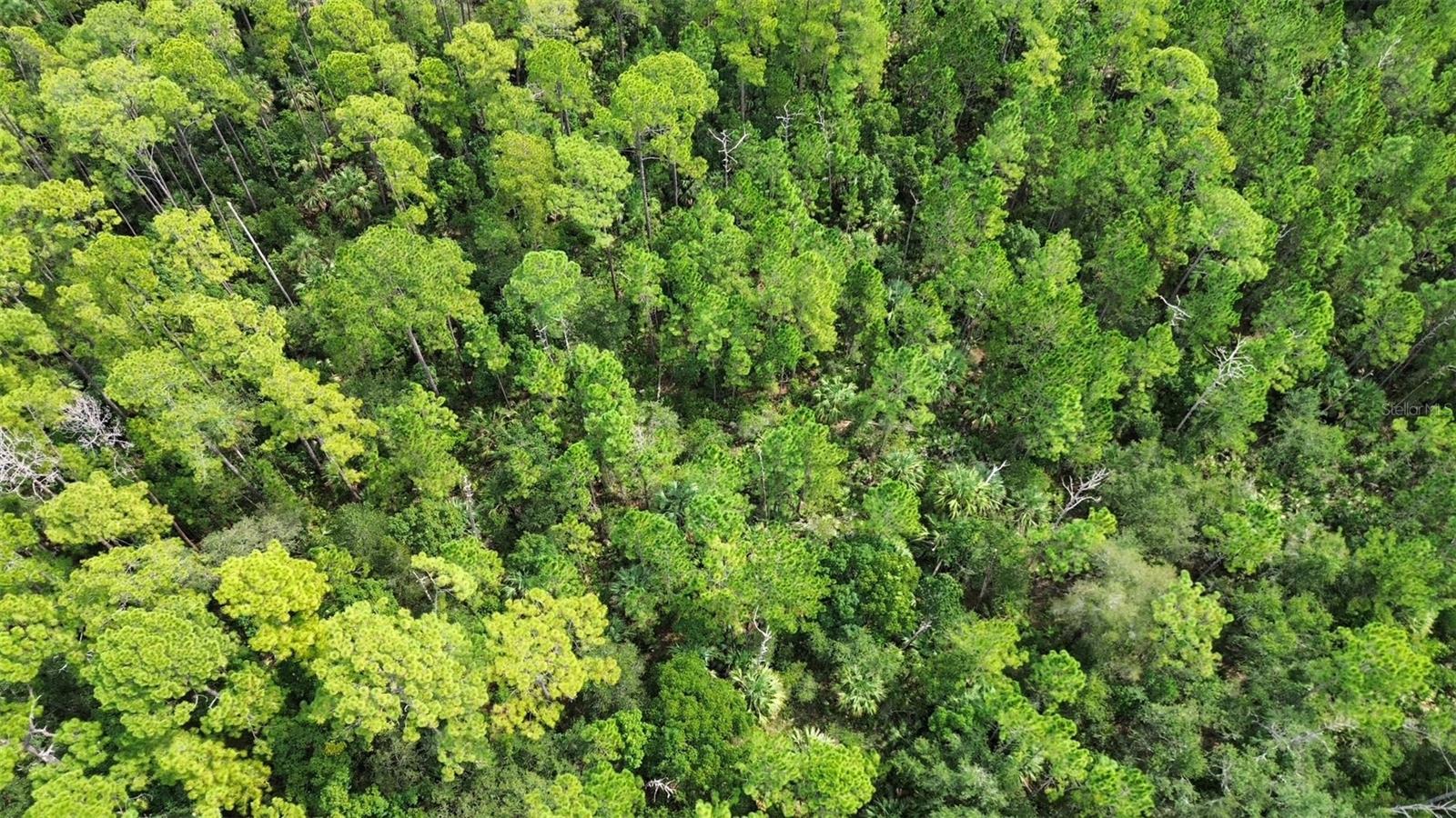 EUSTIS PINE MEADOWS COUNTRY CLUB ESTATES - Land