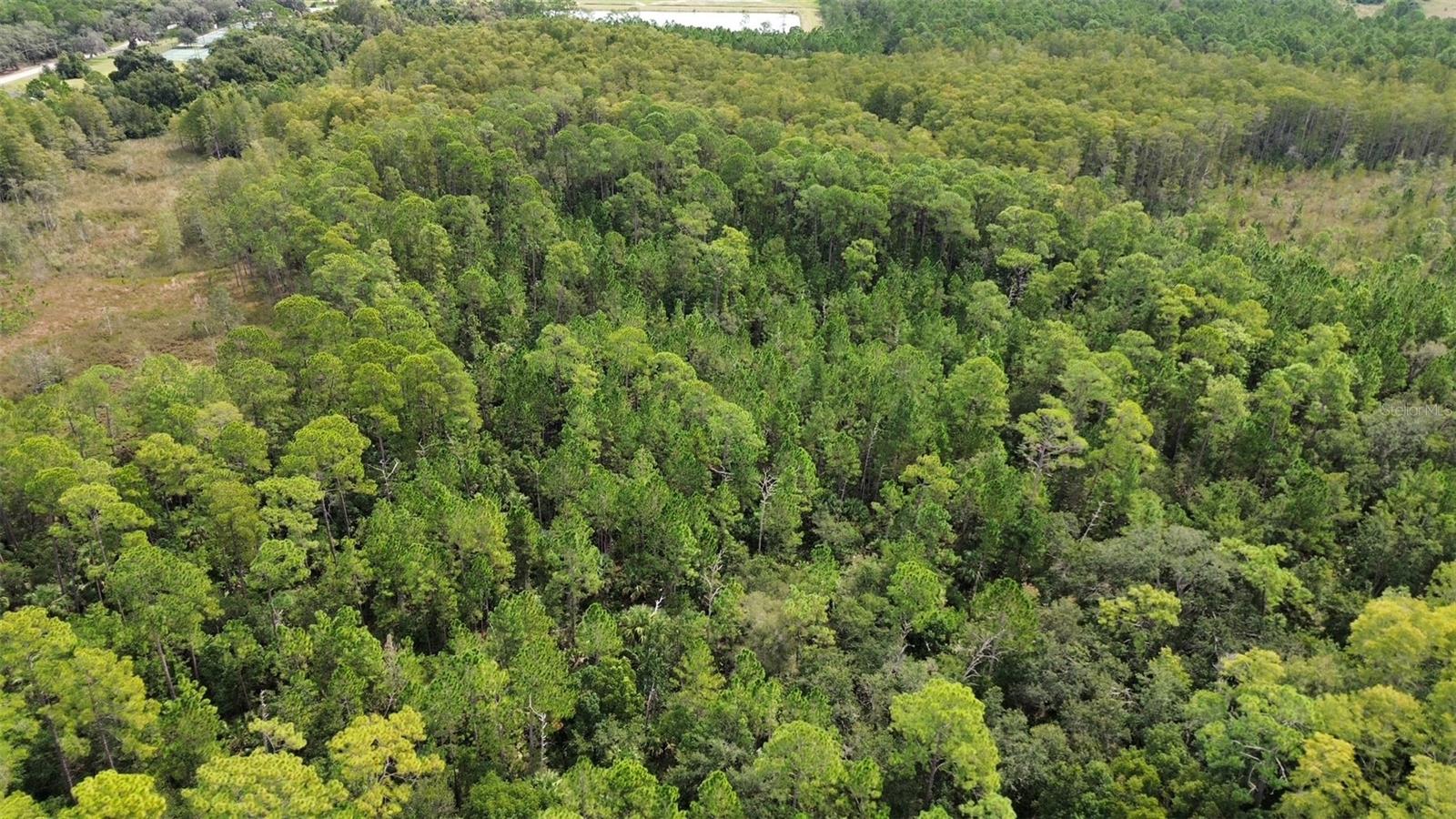 EUSTIS PINE MEADOWS COUNTRY CLUB ESTATES - Land